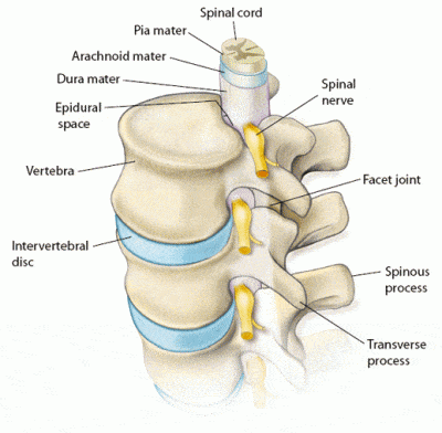 images of spine anatomy 0