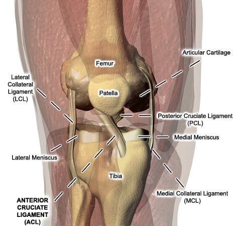 drwaltlowe-knee-anatomy.jpg.jpg