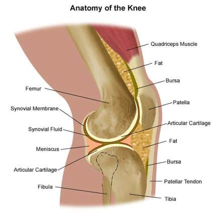 Patellar tendon.jpg