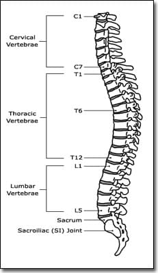 side view of the spine 2